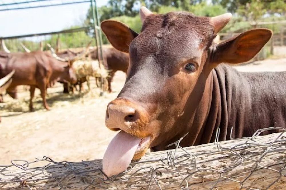 Doen&ccedil;a degenerativa atinge o c&eacute;rebro de animais ruminantes. (Fonte: Shutterstock/Agia/Reprodu&ccedil;&atilde;o)