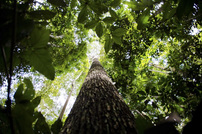Governo estuda ampliar faixa de fronteira da Amazônia Legal