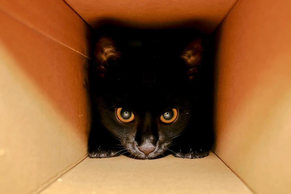 Políticos de Rondônia que podem ser vistos como o Gato de Schrödinger