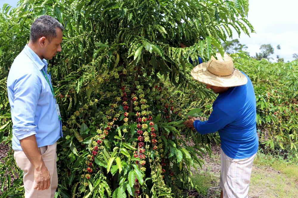 Café continua sendo destaque e colocando Rondônia como referência nacional