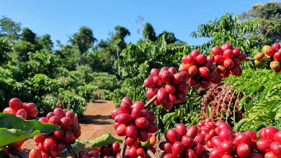 Produção de café atinge recorde positivo e mantém Rondônia em destaque nacional