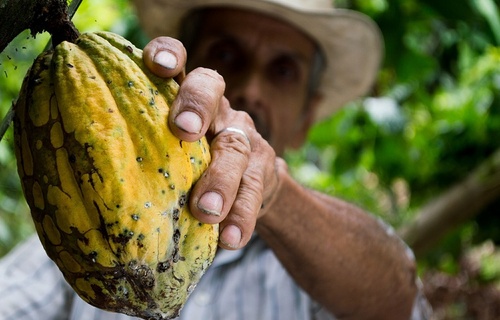 Cacau de Rondônia é reconhecido nacionalmente com indicação geográfica