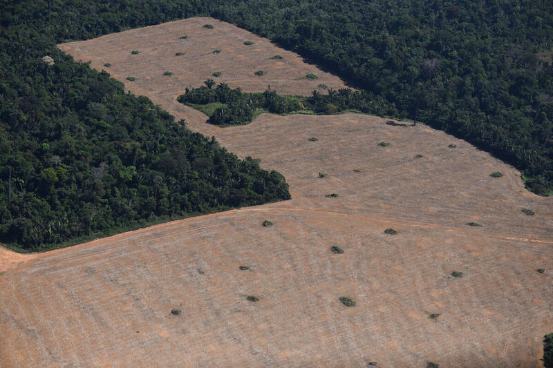 Quase meio milhão de mudas serão distribuídas para recuperação de áreas degradadas em Rondônia 