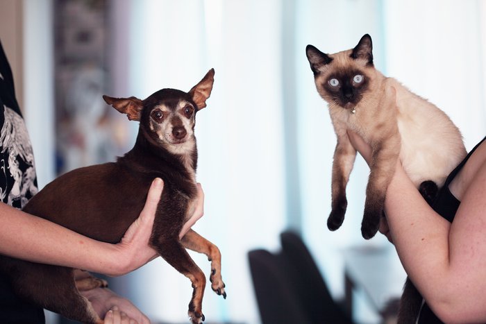 Os cuidados para quem quer garantir um verão seguro para os amigos de 4 patas
