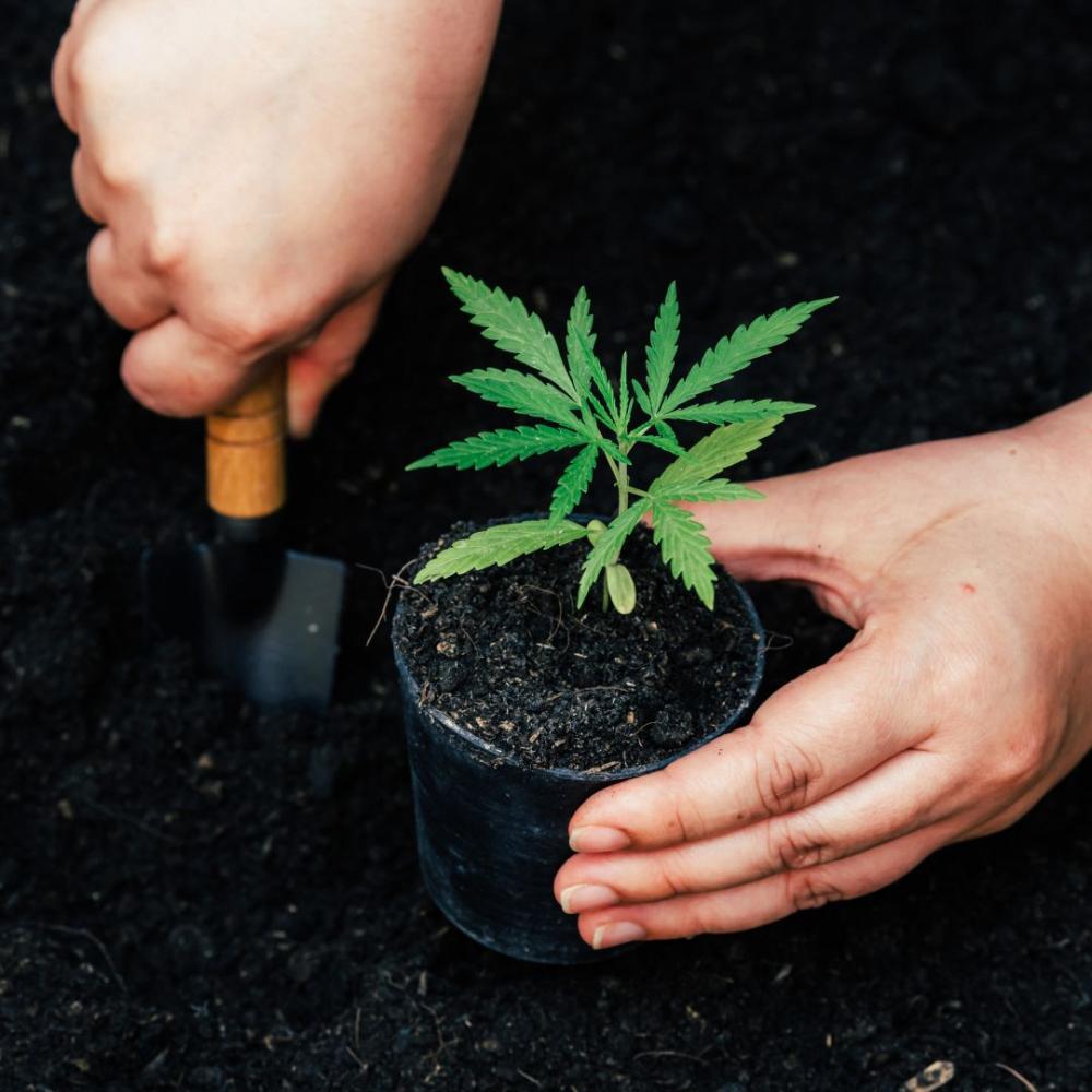 Justiça de Rondônia concede salvo-conduto para cultivo de cannabis a paciente que sofre com ansiedade e depressão