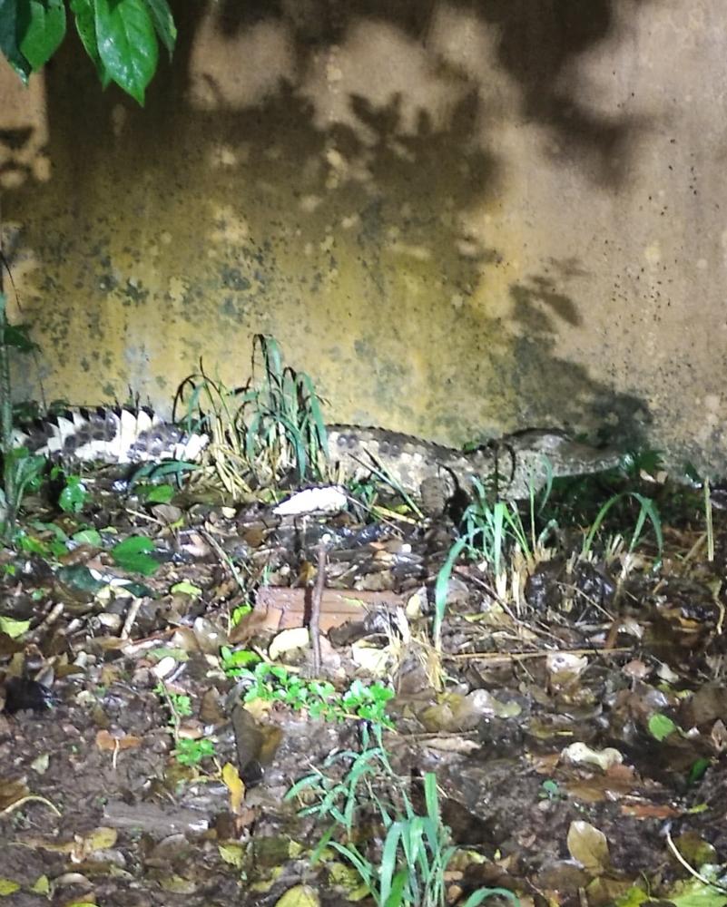 Jacaré sai para passear, assusta pelo tamanho e vira atração nas redes sociais de cidade do interior