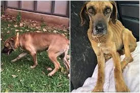 Correções, contratação de empresa de lixo que pode feder e abordagem inadequada em caso envolvendo maus-tratos de animais