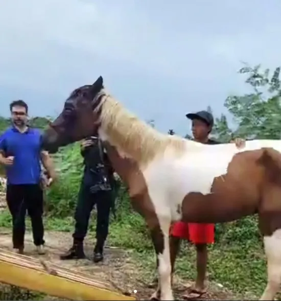  Voluntários resgatam cavalo abandonado em terreno baldio e Porto Velho recebe mutirão de castração de cães e gatos