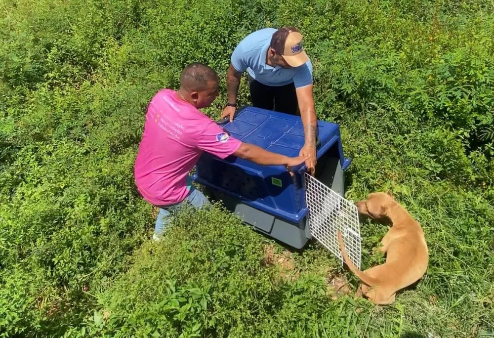 Equipe da deputada estadual Ieda Chaves resgata dois animais vítimas de maus-tratos no mesmo dia