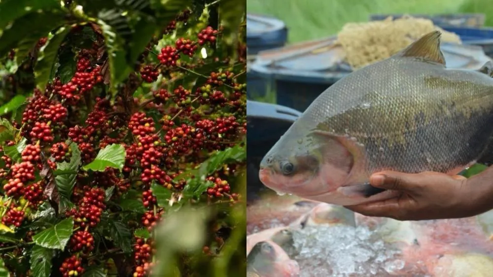 Café e tambaqui em Rondônia: dupla vocação que pode turbinar as exportações