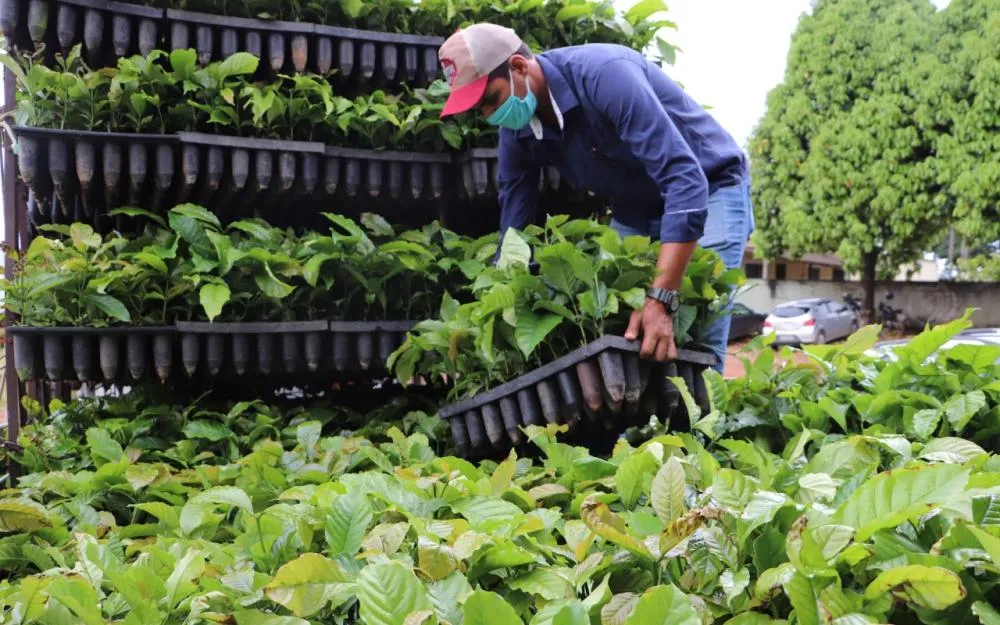 Expansão da área plantada de café é fortalecida pelo governo de RO com entrega de 115 mil mudas aos produtores do estado