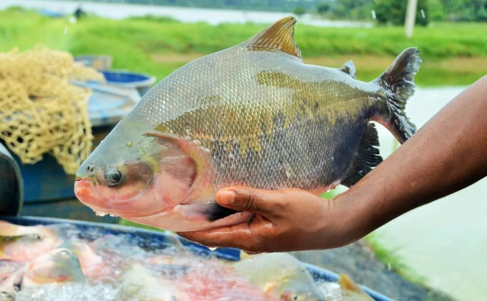 3º Festival Peixes da Amazônia movimenta Porto Velho com programação gratuita e foco no desenvolvimento sustentável e gastronomia