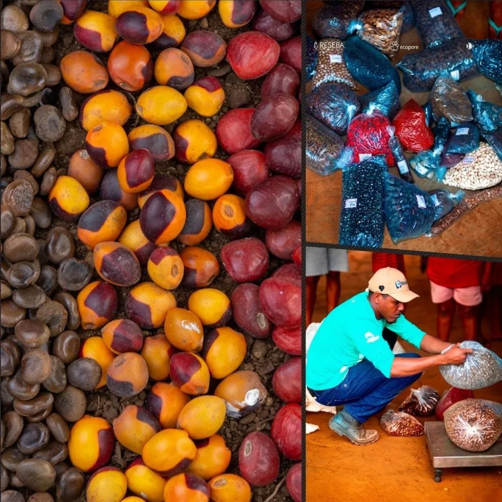 Ecoporé realiza “Encontrão” para fortalecer Rede de Sementes da Bioeconomia Amazônica em Rondônia