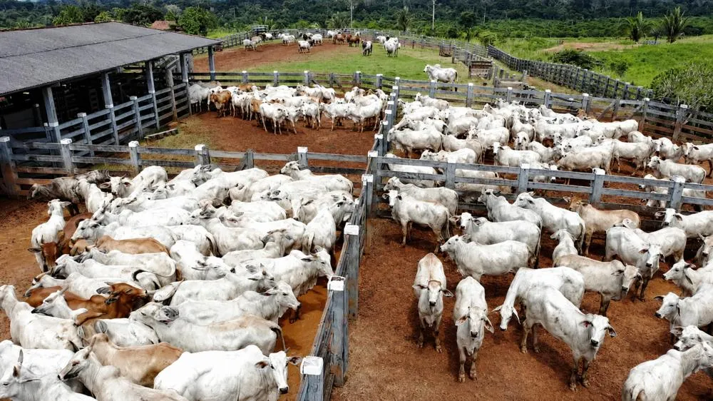 A força da pecuária mantém Rondônia entre os gigantes das exportações brasileiras