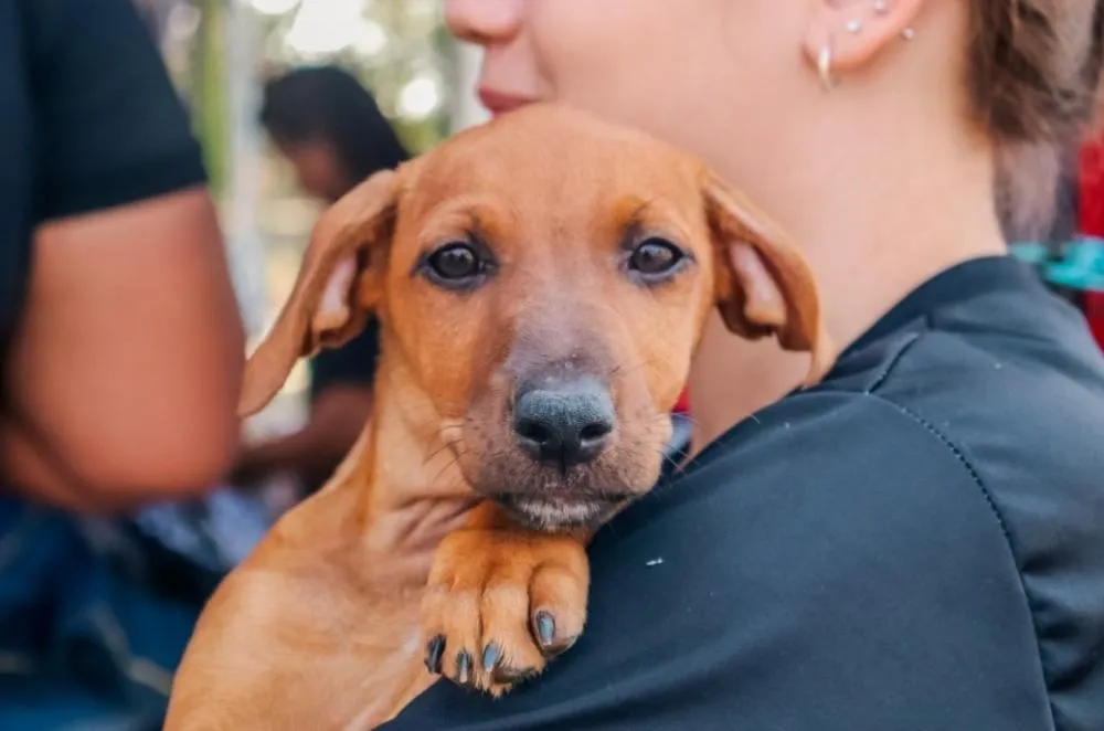 Deputado Alan Queiroz destina R$ 70 mil para fortalecer ações de bem-estar animal em Pimenta Bueno