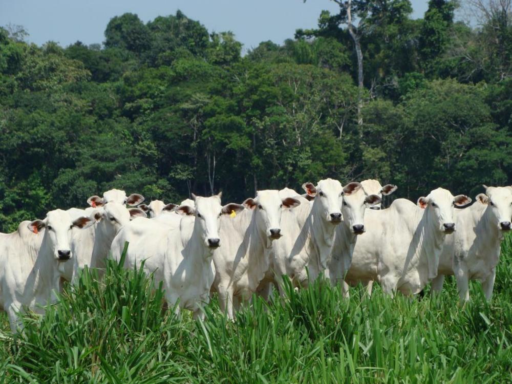 Produtores dizem que combate ao desmatamento ilegal por parte do Ibama tem cara de vingança contra o agronegócio